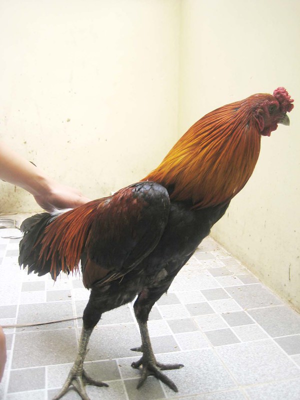 Ga Noi là giống gà đá cựa sắt nổi tiếng tại Việt Nam