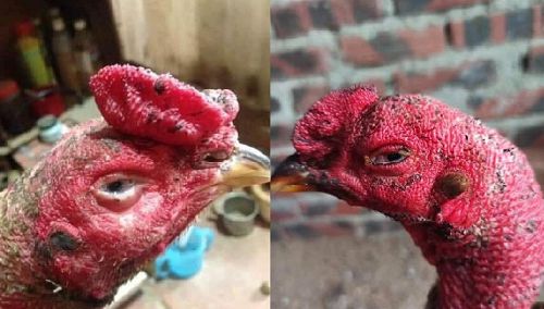Việc chăm sóc sức khỏe định kỳ, bổ sung dinh dưỡng đầy đủ và lựa chọn giống gà khỏe mạnh