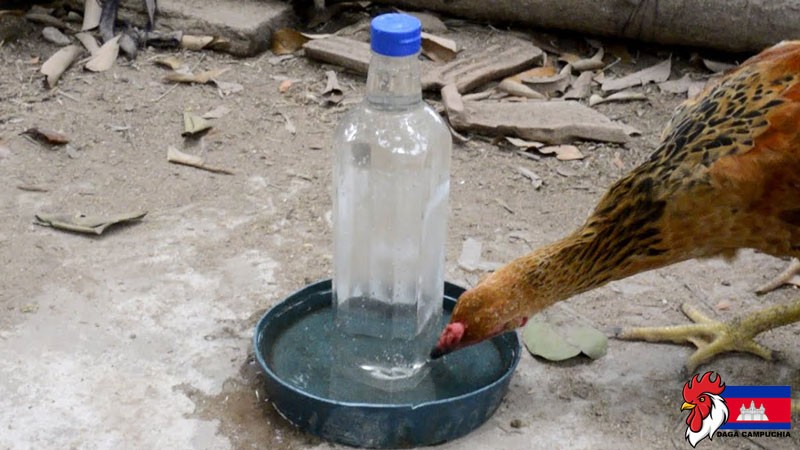 3 lý do gà uống nhiều nước bạn cần biết ngay