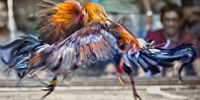 Trận đấu đá gà trực tuyến kịch tính