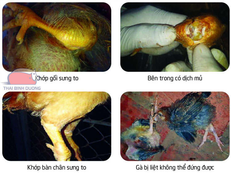 4 dấu hiệu nhận biết gà chọi bị sưng khớp gối