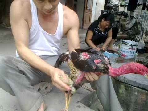3 cách xử lý khi gà uống nhiều nước bất thường