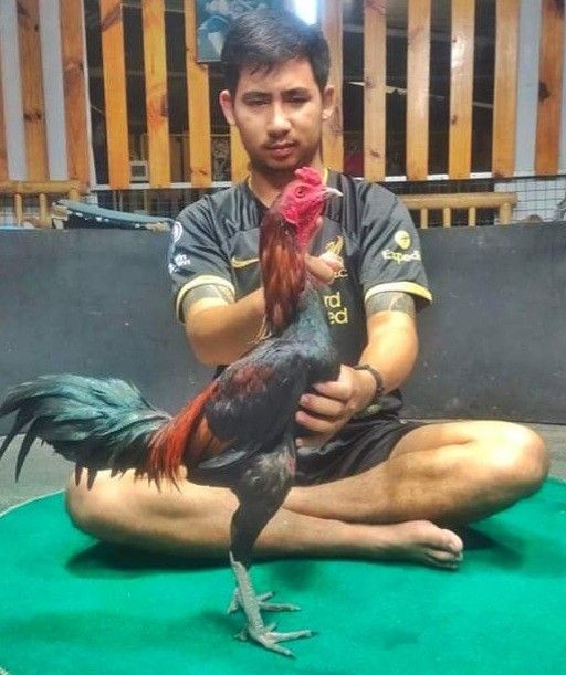 Sư Kê Huấn Luyện Chiến Kê 