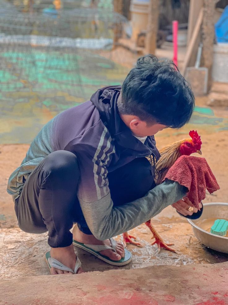Bổ Sung Dinh Dưỡng Cho Gà Đá Hết Tái Mặt