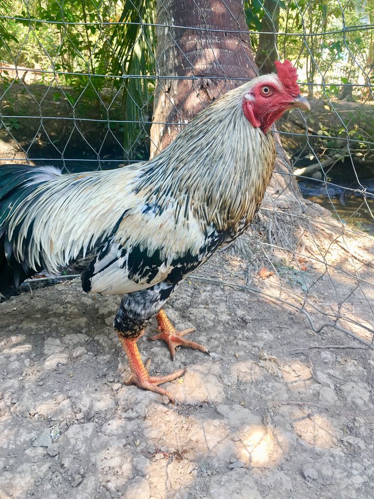 Chuoi chan trang 33kg 0901060448