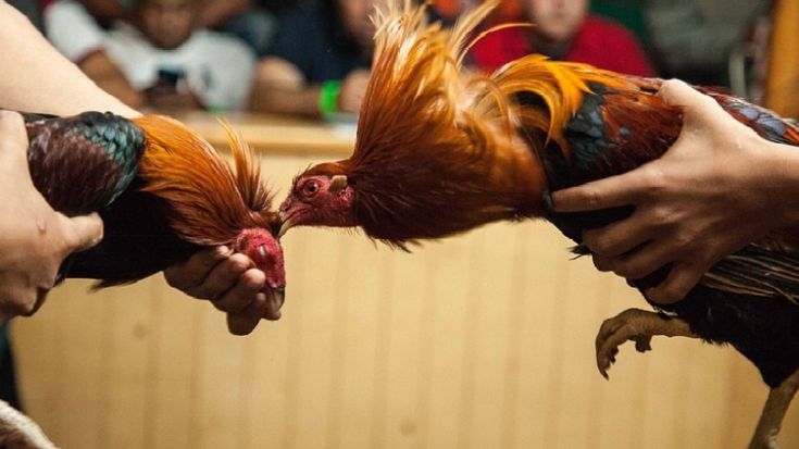 Gà Chiến Đầy Oai Vệ Sẵn Sàng Ra Trận