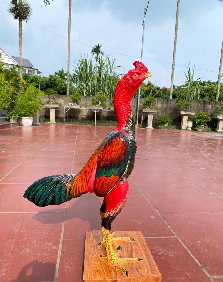 Gà Nòi Bình Định