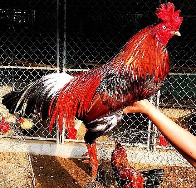 Om Bóp Đúng Cách Để Gà Đá Hết Tái Mặt