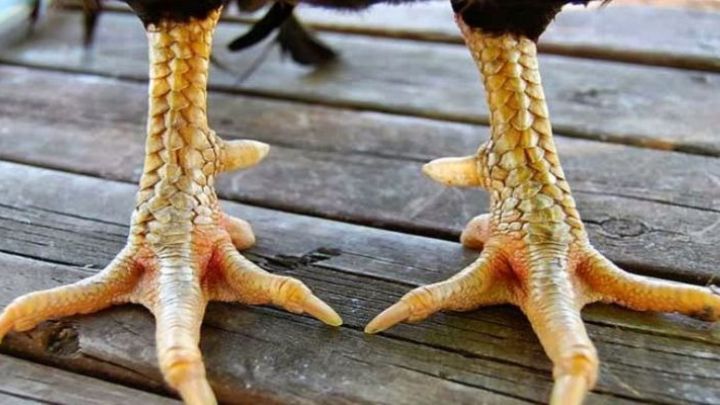 Vảy Quý Gà Đá – Bí Mật Của Thần Kê