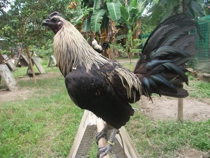 tai
