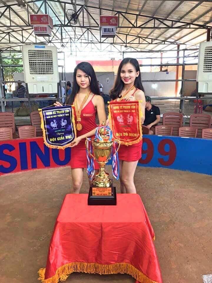 Cận Cảnh Trận Đá Gà Cựa Sắt Kịch Tính