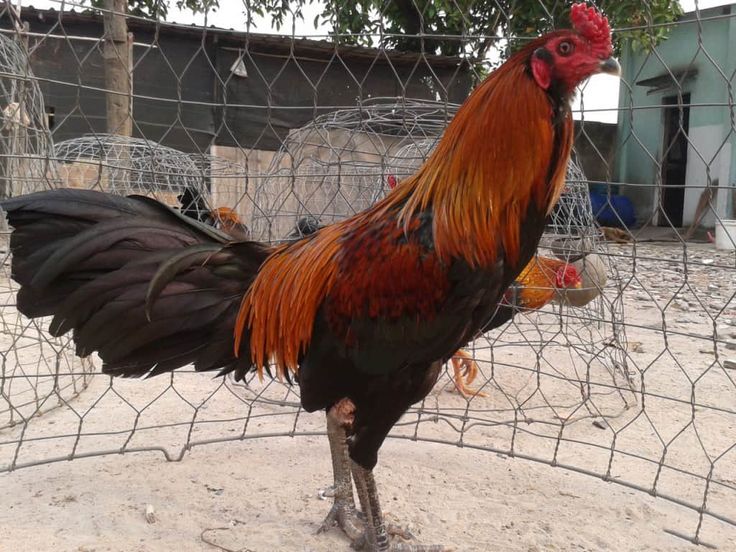 Chuồng Sạch Đẩy Lùi Bệnh Cầu Trùng Ở Gà