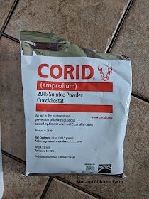 Treating coccidiosis in chicks
